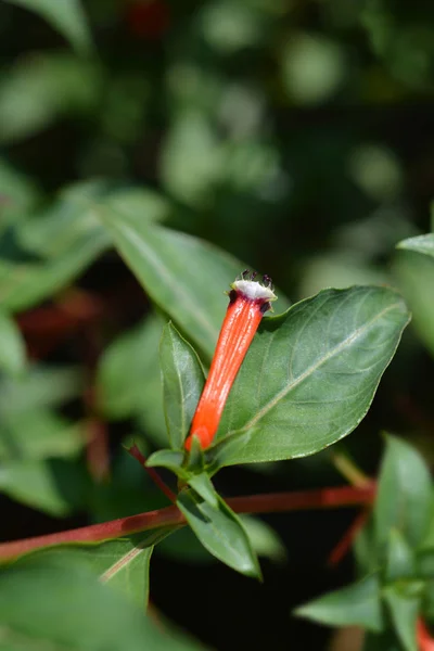 Flor Cigarro Nombre Latino Cuphea Ignea —  Fotos de Stock