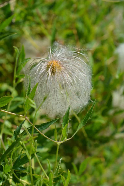 Cabeça Semente Tufada Penas Golden Clematis Nome Latino Clematis Tangutica — Fotografia de Stock