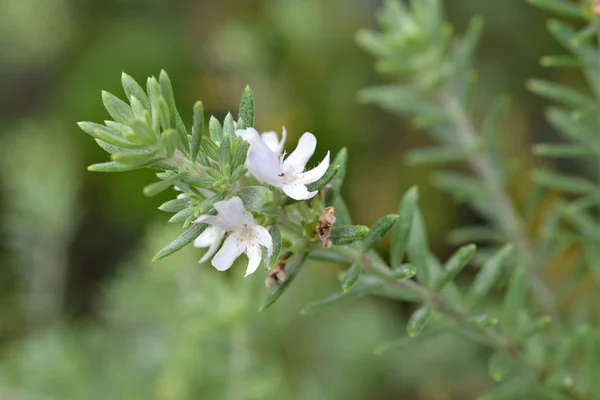 Romero Costero Denominación Latina Westringia Fruticosa —  Fotos de Stock