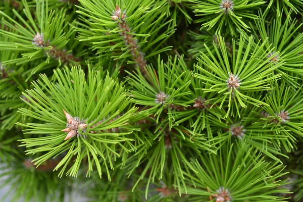 Pino Rojo Japonés Nombre Latino Pinus Densiflora Low Glow —  Fotos de Stock
