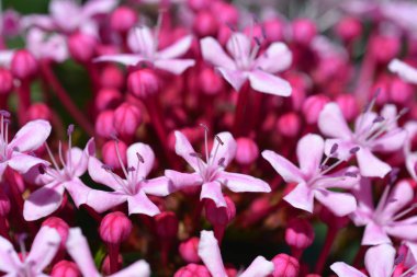 Rose glorybower - Latince adı - Clerodendrum bungei
