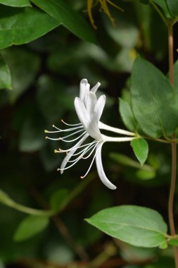 Japon Hanımeli Çiçek - Latince adı - Lonicera japonica