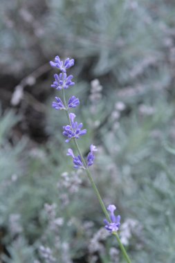 Lavanta - Latince adı - Lavandula angustifolia var. delphinensis İngilizce