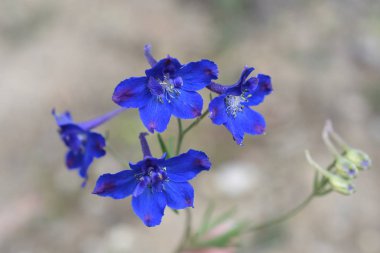 Çince çiçek - Latince adı - Delphinium tatsienense mavi