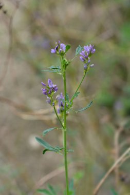 Alfalfa çiçekleri - Latince adı - Medicago sativa