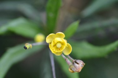 Gagnepains barberry - Latince adı - Berberis gagnepainii