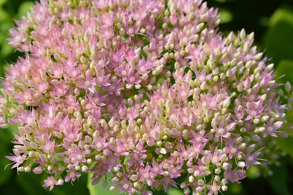 Flori Piatră Spectaculoase Nume Latin Hylotelephium Spectabile Sedum Spectabile — Fotografie, imagine de stoc