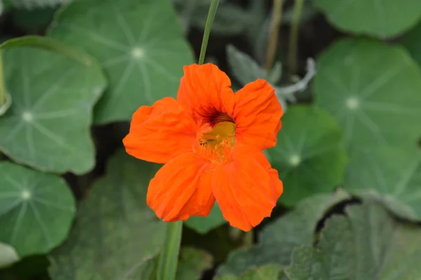 Nasturcio Jardín Flor Naranja Nombre Latino Tropaeolum Majus — Foto de Stock