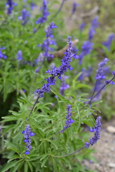 Måltiden Cup Sage Latinskt Namn Salvia Farinacea Evolution — Stockfoto