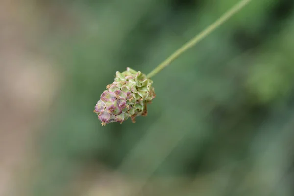 Small Burnet Latin Name Sanguisorba Minor — Stock Photo, Image