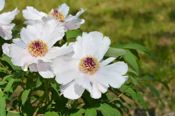 Ostis Tree Peony Latin Name Paeonia Ostii — Stock Photo, Image