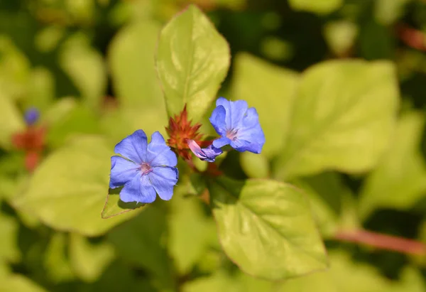 Blue Leadwort Flower Latin Name Ceratostigma Plumbaginoides — Stock Photo, Image