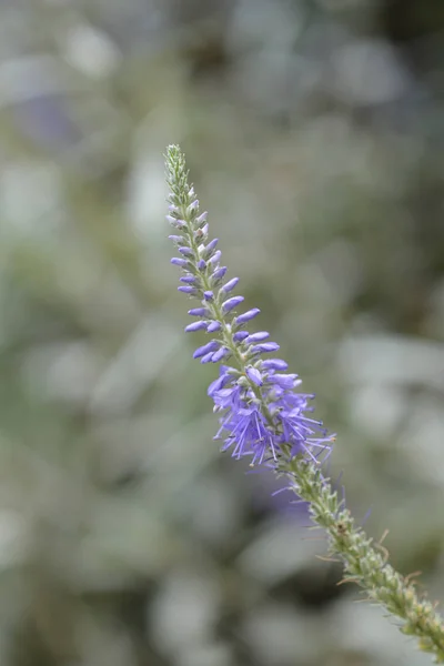 Silver Speedwell Blue Flower Latin Name Veronica Spicata Subsp Incana — Stock Photo, Image