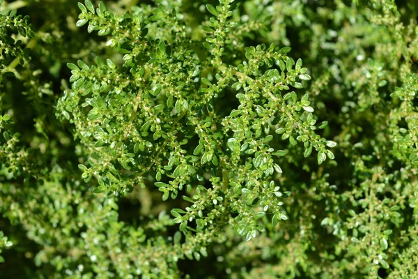 Folhas Rockweed Nome Latino Pilea Microphylla — Fotografia de Stock