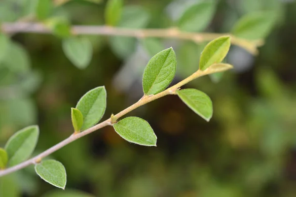 Franchets Irga Oddział Łacińska Nazwa Cotoneaster Franchetii — Zdjęcie stockowe