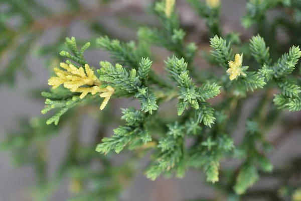 Chinese Juniper Latin Name Juniperus Chinensis Expansa Variegata — Stock Photo, Image