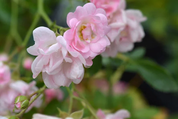 Shrub pink Rose Fairy - Latin name - Rosa Fairy