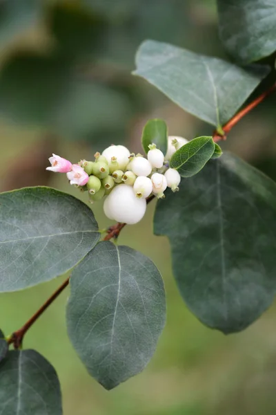 Coralberry Рожеві Квіти Білий Ягід Латинська Назва Symphoricarpos Orbiculatus — стокове фото