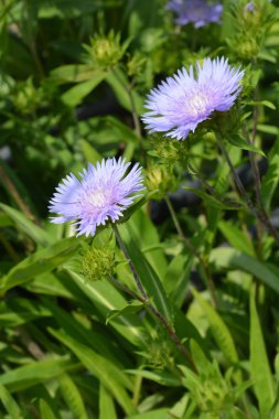 Stokes aster - Latince adı - Stokesia Laevis