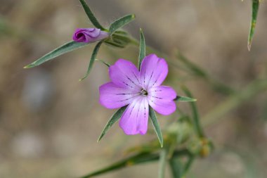 Ortak Mısır cockle pembe çiçekler - Latince adı - Agrostemma githago