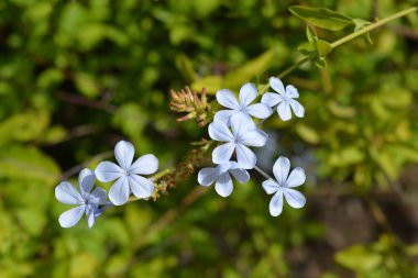 Mavi Plumbago - Latince adı - Plumbago Auriculata