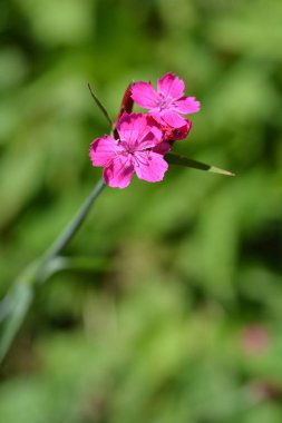 Hırvat pembe çiçeği - Latince adı - Dianthus giganteus subsp. croaticus