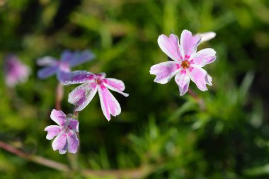 Sürünen Phlox Candy Stripe - Latince adı - Phlox subulata Candy Stripe