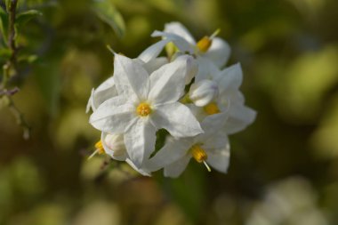 Latince adı Solanum laxum (Solanum jasminoides) (Solanum jasminoides))
