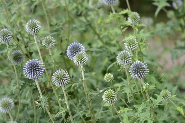 Південний Globethistle Квіткових Бутонів Латинська Назва Мордовник Ritro — стокове фото