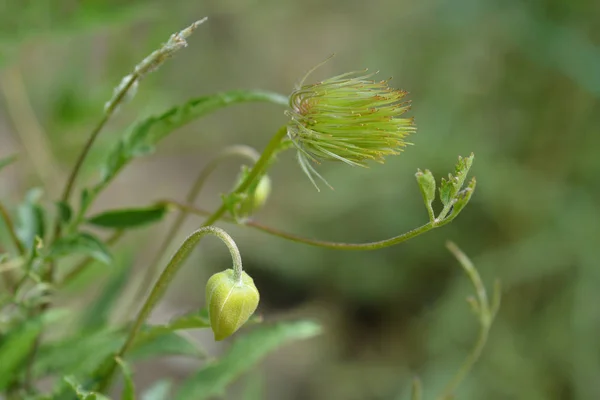 Arany Klematisz Flower Bud Vetőmag Fej Latin Neve Clematis Tangutica — Stock Fotó