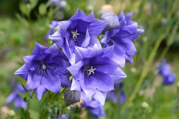 Globo Flor Doble Azul Nombre Latino Platycodon Grandiflorus Doble Azul — Foto de Stock