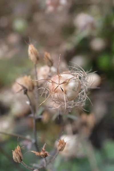 Gros Plan Sur Tête Graine Love Mist Nom Latin Nigella — Photo