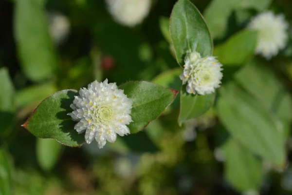 Globo Bianco Amaranto Nome Latino Gomphrena Globosa Alba — Foto Stock