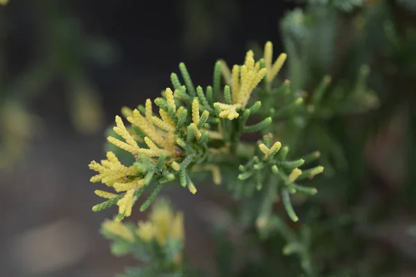 Chinese Jeneverbes Latijnse Naam Juniperus Chinensis Expansa Variegata — Stockfoto