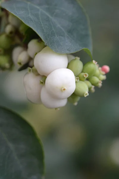 Coralberry Białe Jagody Łacińska Nazwa Śnieguliczka Koralowa — Zdjęcie stockowe