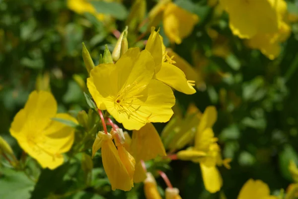 Caídas Sol Comunes Flores Amarillas Nombre Latino Oenothera Fruticosa — Foto de Stock