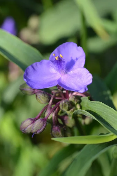 Virginia Spiderwort Flower Λατινική Ονομασία Tradescantia Virginiana — Φωτογραφία Αρχείου