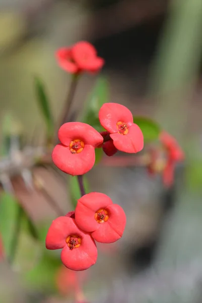 Christs Thorn Латинское Имя Euphorbia Milii Var Milii — стоковое фото