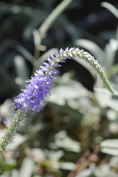 Spiked Speedwell Flower Latin Name Pseudolysimachion Spicatum Subsp Incanum Syn — Stock Photo, Image