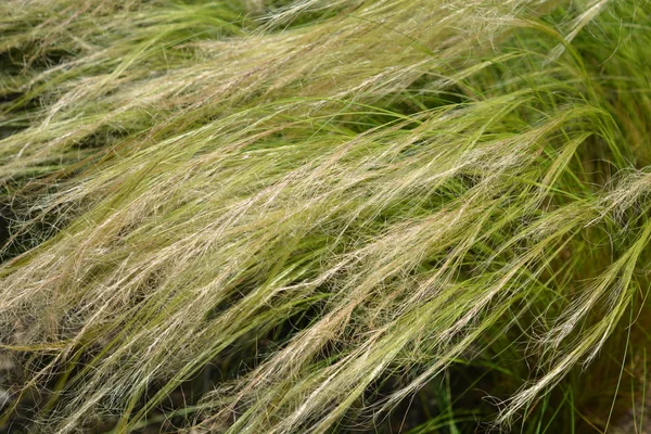 Pony Tails Gras Latijnse Naam Nassella Tenuissima Pony Tails — Stockfoto