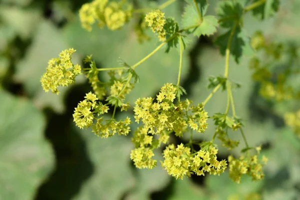 Manto Ladys Flores Amarillas Nombre Latino Alchemilla Colorata Alchemilla Cinerea — Foto de Stock