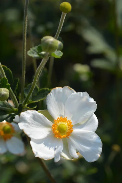 Anemone Giapponese Honorine Jobert Nome Latino Anemone Ibrida Honorine Jobert — Foto Stock