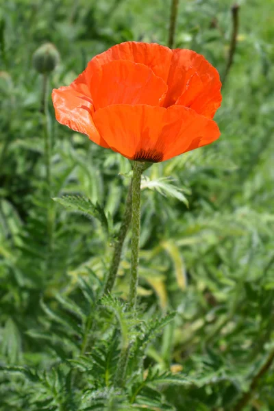 Красный Восточный Цветок Мака Латинское Название Papaver Orientale Feuerriese — стоковое фото