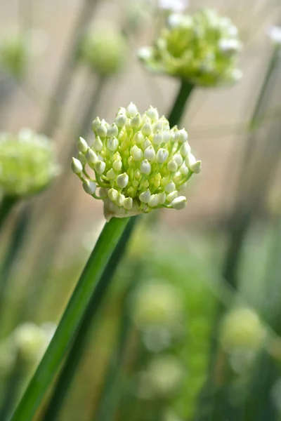 Zahradní Cibule Bílá Květ Latinský Název Allium Cepa — Stock fotografie