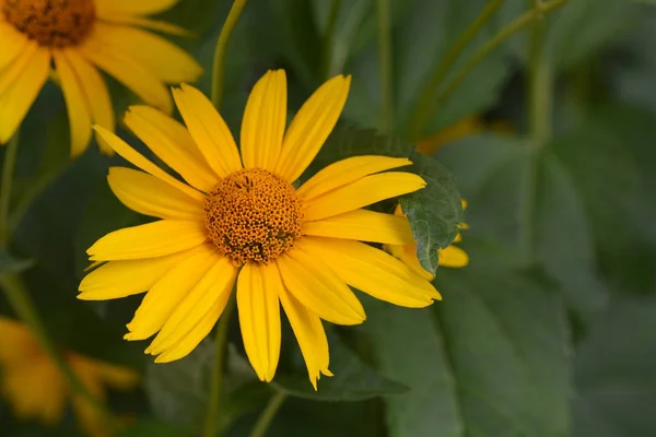 Falsche Sonnenblume Dauer Gold Lateinischer Name Heliopsis Helianthoides Dauer Gold — Stockfoto