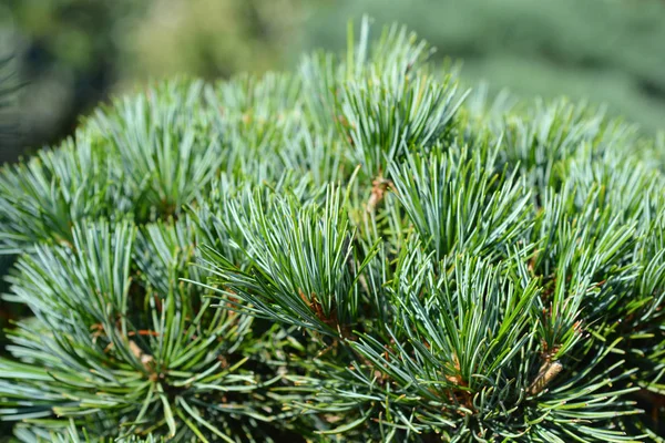 White Pine Latin Name Pinus Parviflora Tempelhof — 스톡 사진