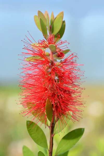 Scarlet Bottlebrush Latijnse Naam Callistemon Laevis — Stockfoto
