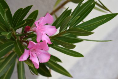 Yaygın bulunan pembe zakkum çiçekleri - Latince adı - Nerium zakkum