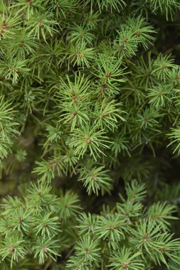 Cüce Alberta Spruce - Latince adı - Picea glauca Conica