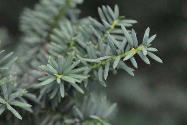 Avrupa porsuğu - Latince adı - Taxus baccata L. var. yatay Şövalye